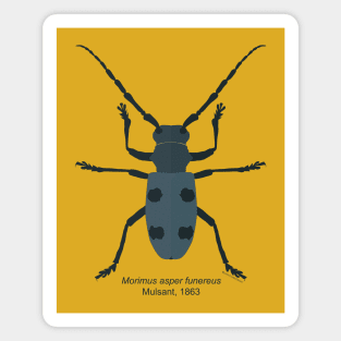 Longhorn beetle Morimus Magnet